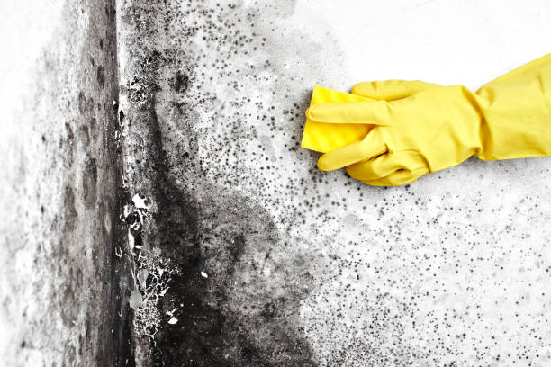 Best Professional Mold Removal  in Queens Gate, PA