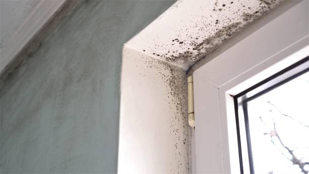 Best Mold Cleaning Services  in Queens Gate, PA