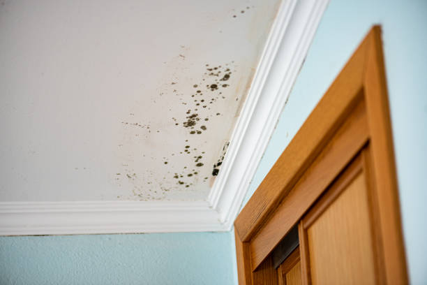 Best Water Damage Restoration  in Queens Gate, PA