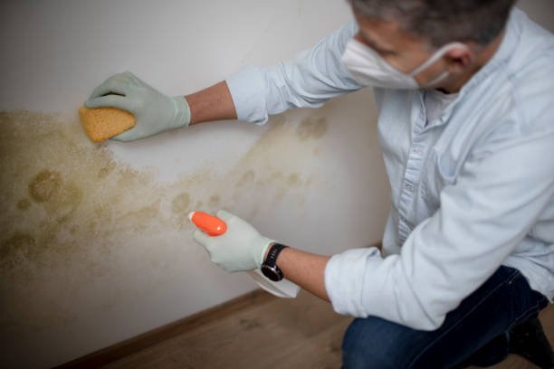 Best Black Mold Removal  in Queens Gate, PA