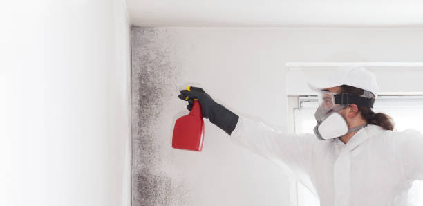 Professional Mold Removal in Queens Gate, PA